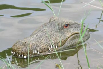 Krokodil in het water