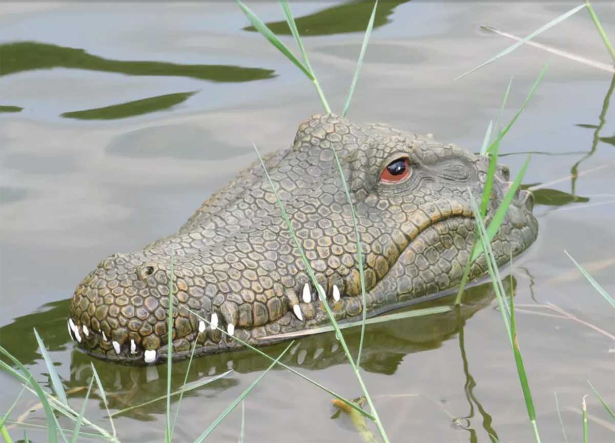 Krokodil in het water